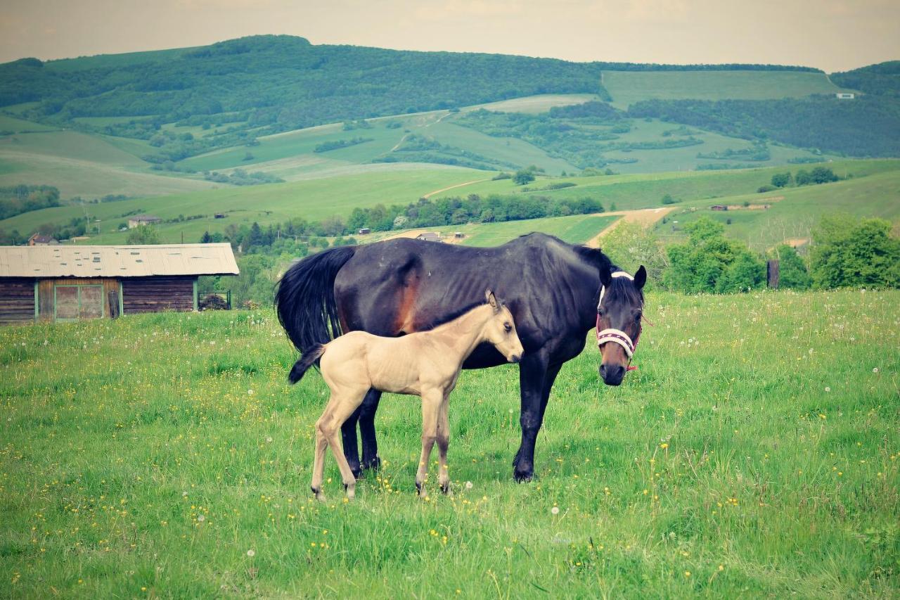 Vila Chata Koniaren Pavlovce Exteriér fotografie